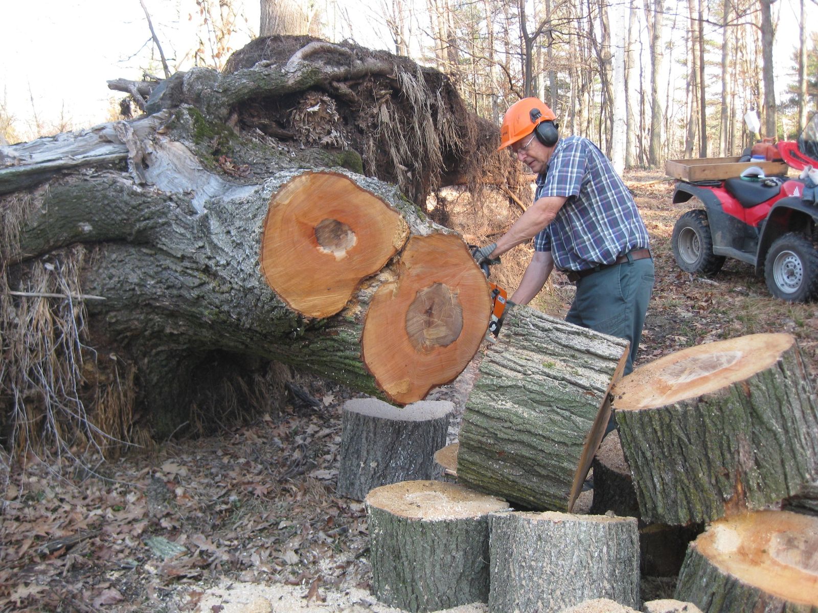 Jim cleans up downed maple tree