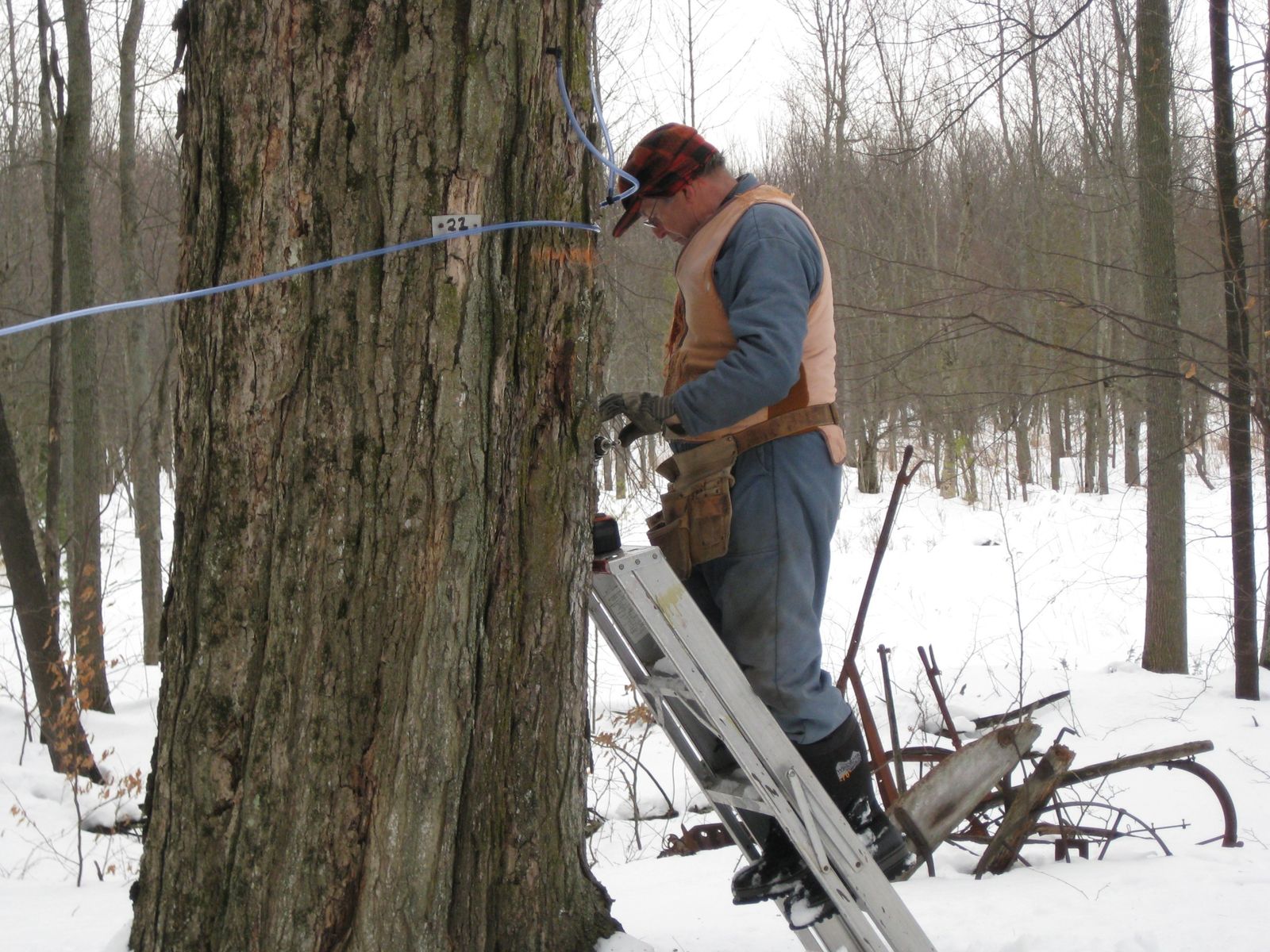 Jim Tapping maple trees