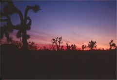 Sunset at Joshua Tree