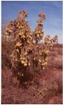 Chain Fruit Cholla