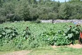 Garden in Churchill