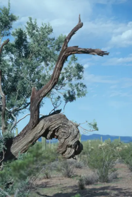 Gnarly Tree