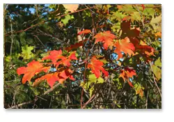 Maple Leaves