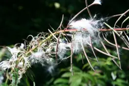 Milkweed