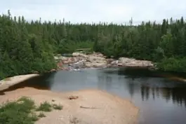 Pristine forest river