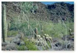 Lush vegetation