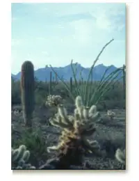 Mountain backdrop