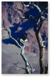 Crow in tree