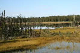 Ponds and forest
