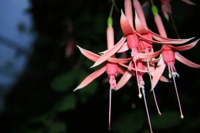Pretty flower