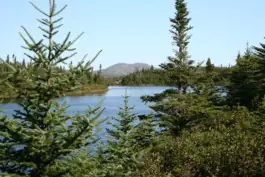 Forest and lake