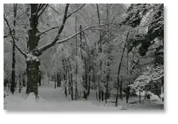 Forest Snow
