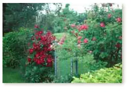 Rose and clematis by gate