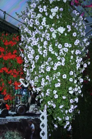 Hanging flower display