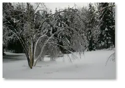 Icy Birch