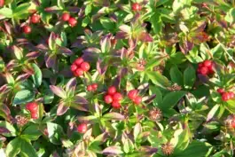 Island berries