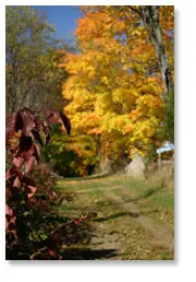 Maple in the Lane
