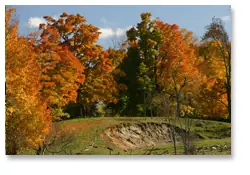 Maples on the hill