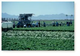 Field harvest