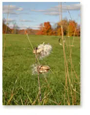 Milkweed pod
