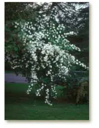 Mock orange