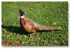 Pheasant