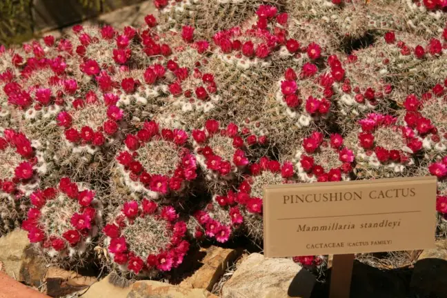 Pincushion cactus