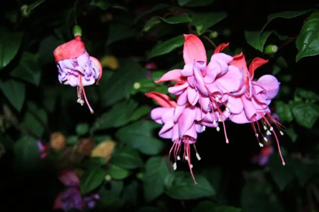 Pink flower close-up