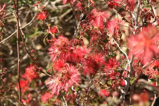 Pink flower cluster