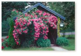 Rose bush by the pool