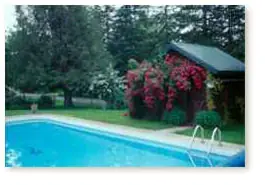 View of bush across pool