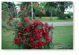 Red clematis