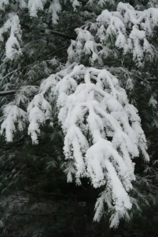 Spruce limb with snow