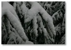 Snowy Branch