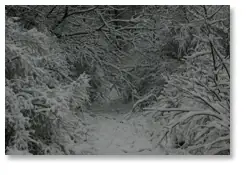 Snowy Lane