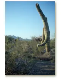 Strange cactus