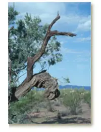 Old tree