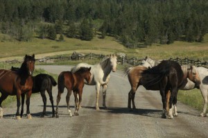 Visit the horses