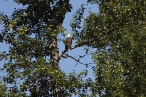 Bald eagle waits for lunch