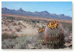 Colourful barrel cactus,Arizona