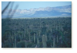 The cactus forest