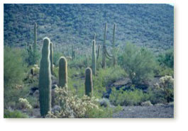 Grove of Saguaro cactus