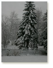 Snowy Spruce