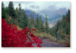 Red bush backdropped by Mountains