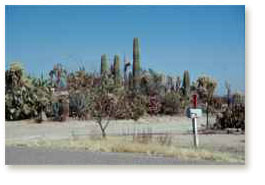 Private cactus garden, Arizona