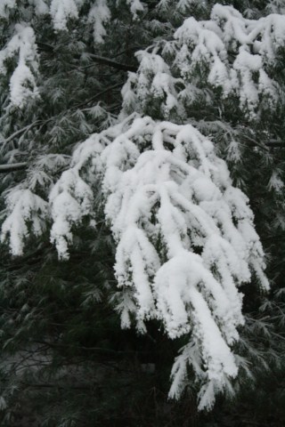 Spruce limb with snow.